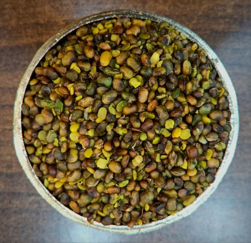 مغز بنه